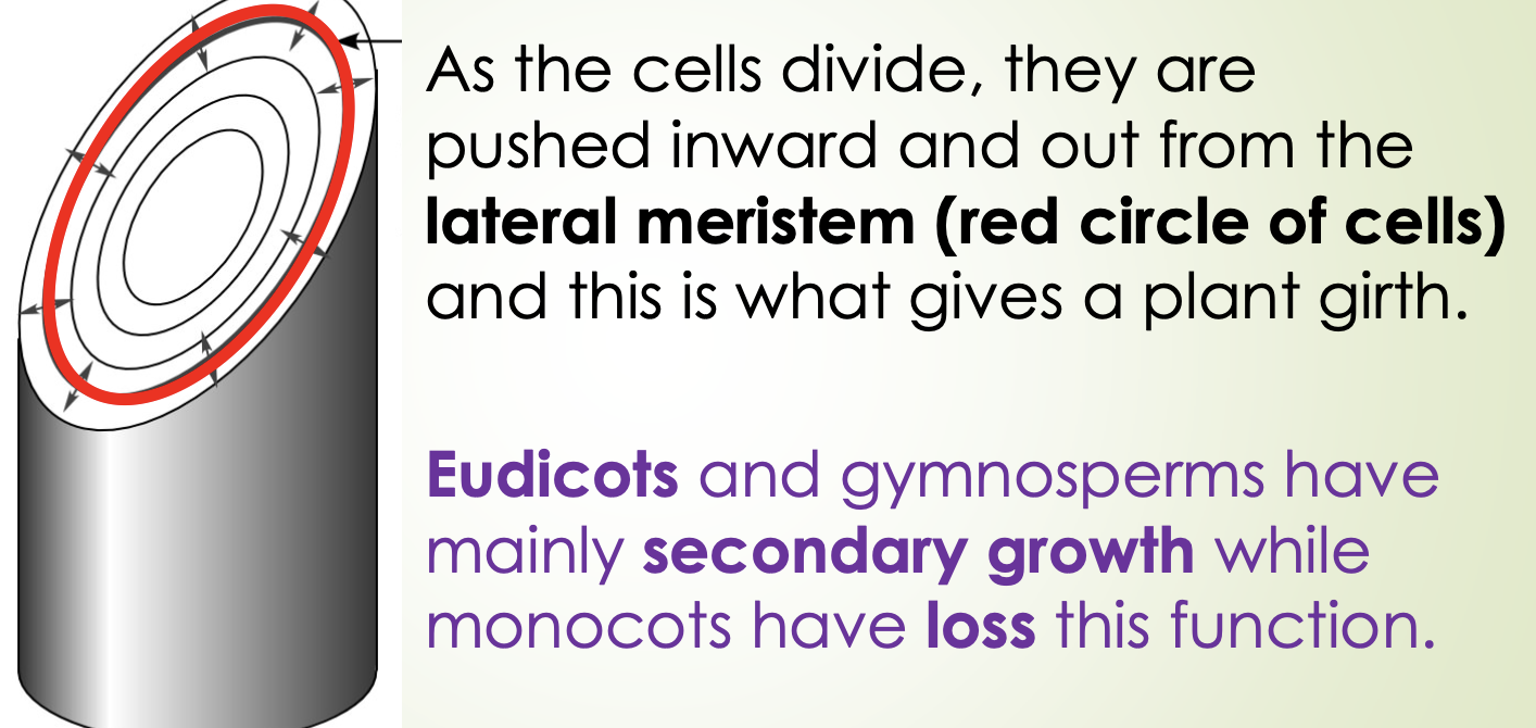 <ul><li><p>Only “woody” things have lateral meristem </p></li></ul><p></p>