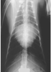 <p>Normal or abnormal?</p>