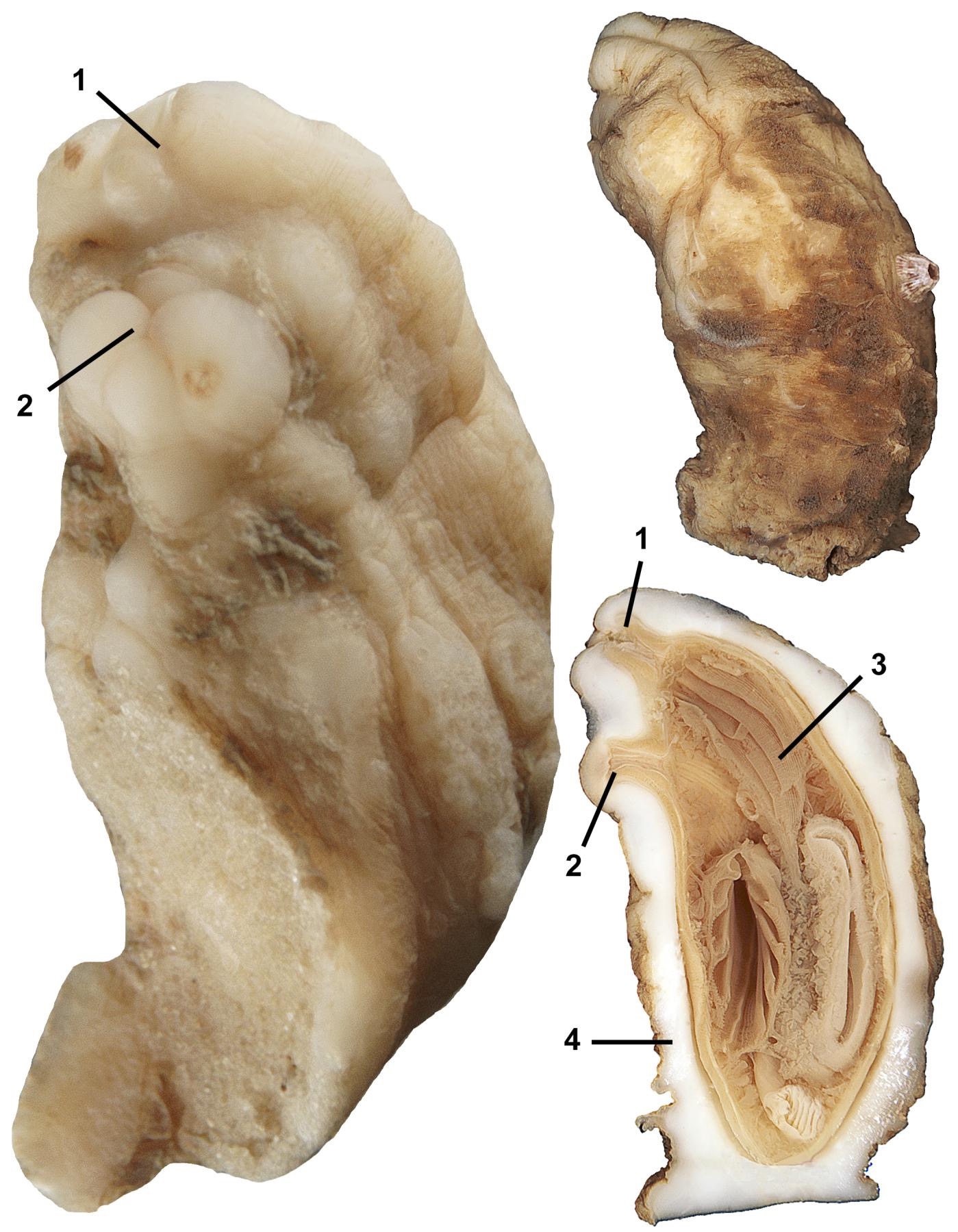 <p>Who is this and its parts?</p>