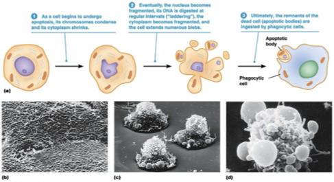<ul><li><p>shrinkage and detachment from neighbors</p></li><li><p>phosphotidylserine translocation (inner → outer PM)</p></li><li><p>membrane blebbing</p></li><li><p>chromatin condensation</p></li><li><p>DNA fragmentation between nucleosomes</p></li><li><p>cell degrades into apoptic bodies → phagocytosed by neighboring cells or macrophages</p></li></ul><p></p>