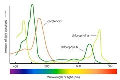 <p>light-absorbing molecule used by plants to gather the sun's energy</p>