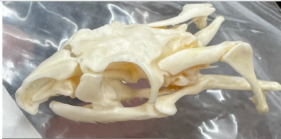 <p>What skull is this and what’s it’s dentition </p>
