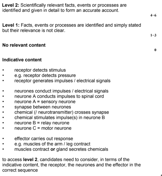 <ul><li><p>A receptor detects a stimulus</p></li><li><p>The receptor generates impulses</p></li><li><p>Neurones conduct impulses</p></li><li><p>Neurone A conducts impulses to spinal cord</p><ul><li><p>neurone A = sensory neurone</p></li></ul></li><li><p>There is a synapse between neurones</p></li><li><p>A neurotransmitter diffuses across the synapse</p></li><li><p>The neurotransmitter stimulates impulses in neurone B</p><ul><li><p>neurone B = relay neurone</p></li><li><p>neurone C = motor neurone</p></li></ul></li><li><p>An effector carries out response</p></li><li><p>The muscles contract or a gland secretes chemicals</p></li></ul><p></p>