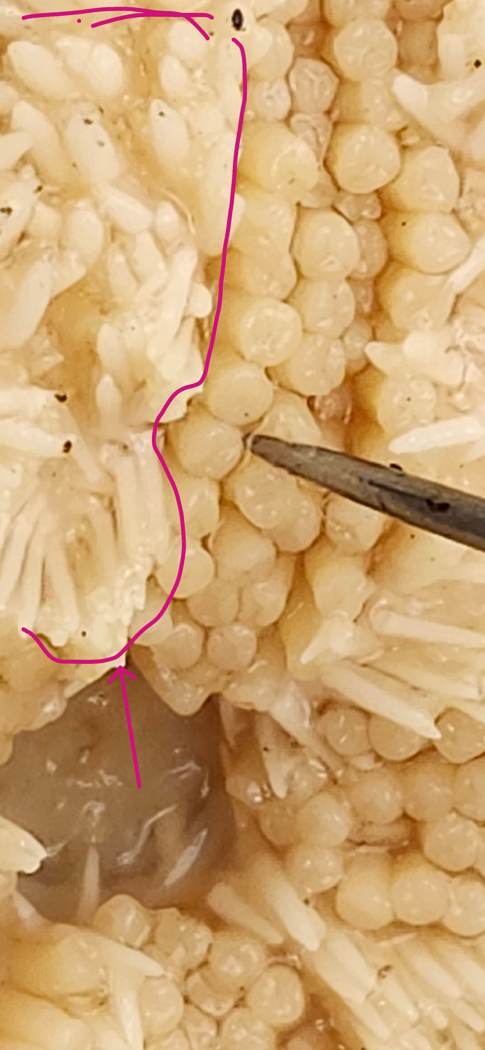 <p>Identify the structure </p>