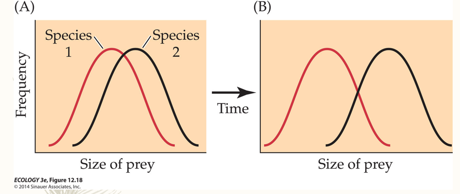 <p>Occupy different parts of a niche</p><p>Niche partitioning occurs through adaptive radiation, favored by evolution, divergence.</p>