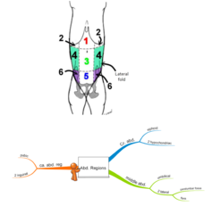 <p>1. cranial abdominal region (epigastric and right and left hypochondriac)</p><p>2. middle abdominal region (umbilical and right and left lateral/flank; dorsal part of paralumbar fossa)</p><p>3. caudal abdominal region (pubic and R/L inguinal)</p>