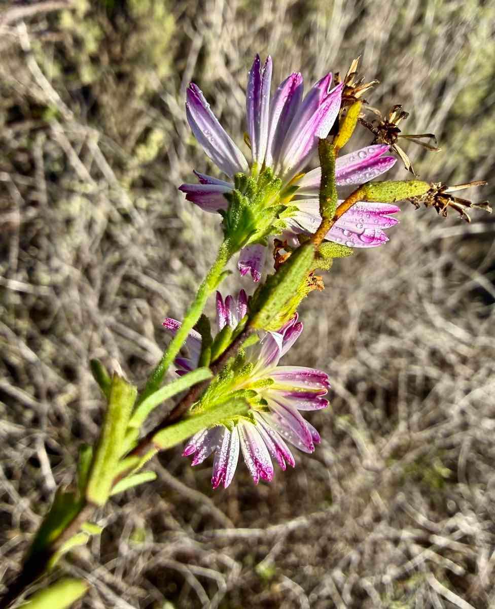 <p>Sand aster</p>