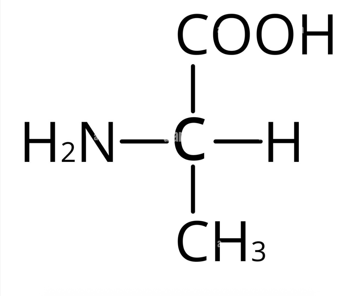 <p>what amino acid</p>