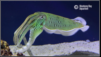 <p>What phylum, class, subclass, and order is this</p>