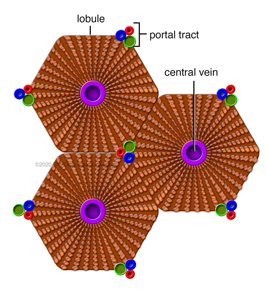 <p>rough six-sided arrangement of hepatocytes (lever cells), blood vessels and bile</p><p>canaliculi</p>