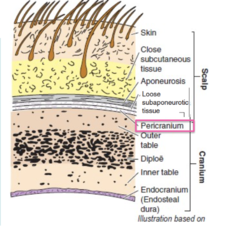 <p>(deepest) - Pericranium is firmly anchored to the skull and is also known as the PERIOSTEUM of the external surface of the skull</p>