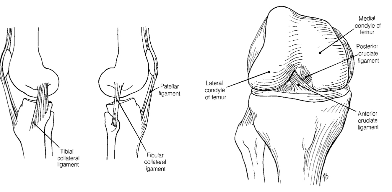 <p><strong>anterior cruciate ligament: </strong>function </p>
