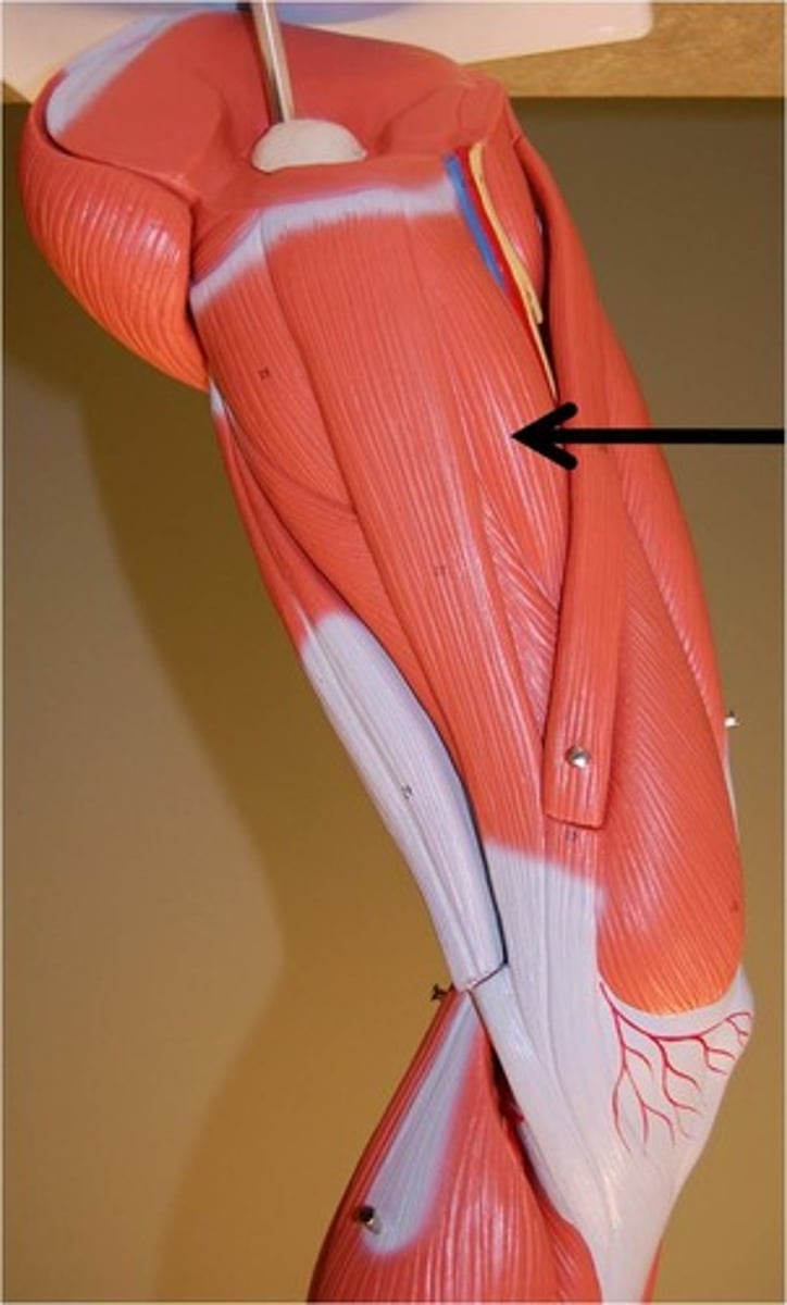 <p>Action - adducts, flexes, and rotates the thigh laterally</p>