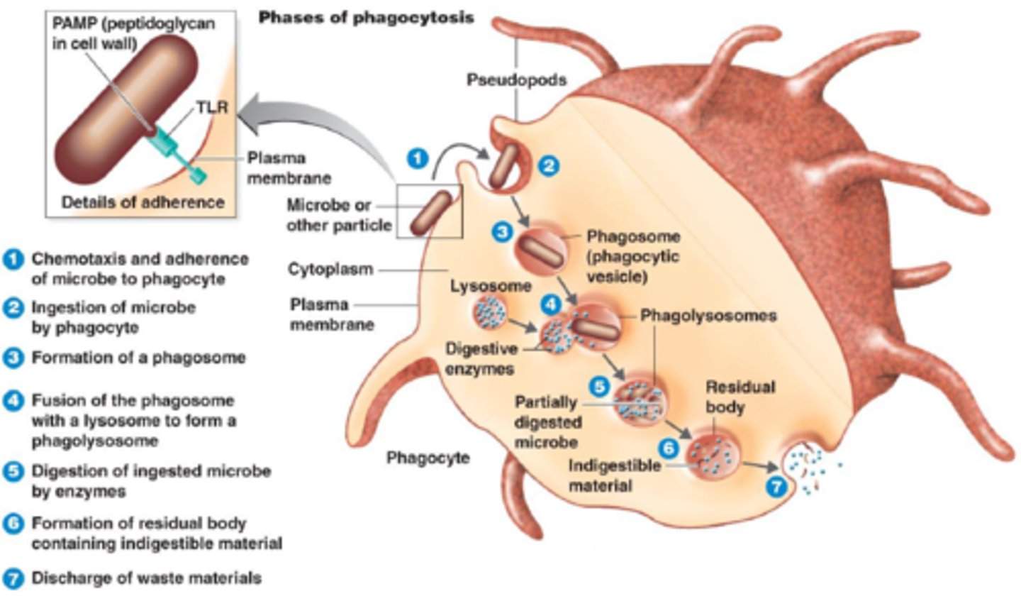 <p>1. Neutrophils bind to opsonin, which is attached to a pathogen</p><p>2. The pathogen is engulfed, forming a phagosome</p><p>3. Lysosomes fuse to the phagosome (forming a phagolysosome), releasing lytic enzymes that digest it</p><p>4. The digested products are either absorbed or released</p>
