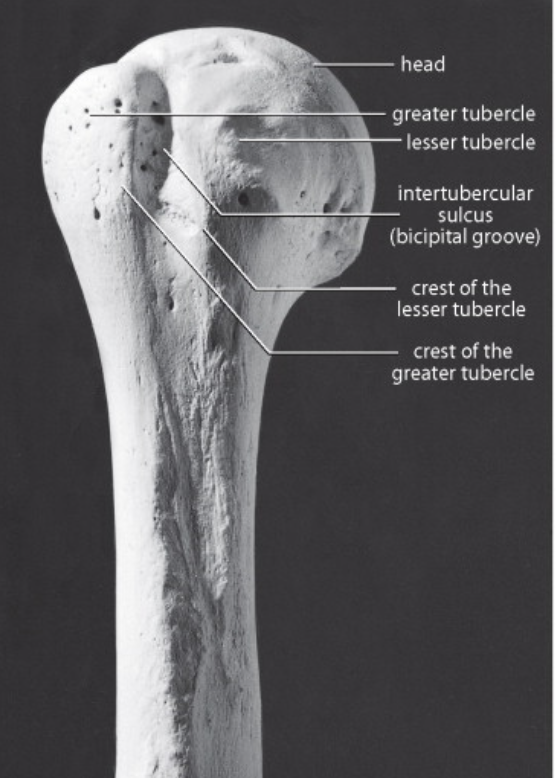 <p>A furrow along a bone surface that accommodate a blood vessel, nerve or tendon </p><ul><li><p>think of a sulcus like a trench or dried up riverbed. It is a long groove carved into the surface of the bone that acts as a secure track for a tendon blood or blood vessel to run along so it doesn’t slide out of place </p></li></ul><p></p>