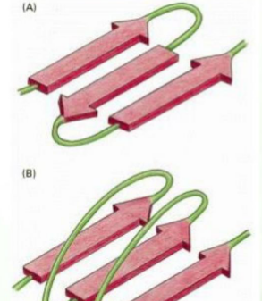 <p>What are the two types of “folding” of the B sheets, and how do you differentiate between them</p>