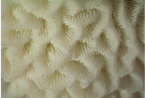 <p>what life form</p>