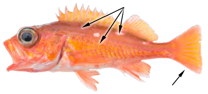 term image