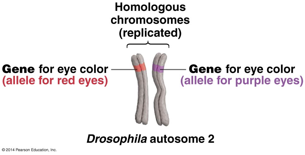 <p><strong>Sister Chromatids</strong>: identical to each other and parent, joined by centromere. </p><p><strong>Homologous Pairs</strong>: pair of the same “kind” of chromosomes. one chromosome is from mother, one chromosome is from father. not identical to each other or parent. </p>