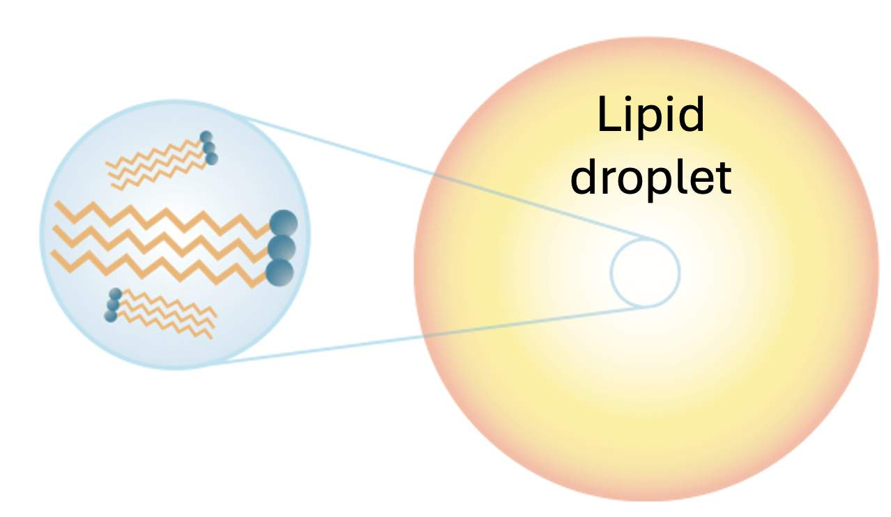 <p>it is challenging for enzymes to digest lipids bc enzymes are hydrophilic, while lipids are hyrdophobic. within the aqueous environment of the digestive tract, lipids will form large lipid droplets. enzymes can digest lipids at the surface of lipid droplets, but if lipid droplets remain large, only a small fraction of lipids can be chemically digested. within the stomach, the mixing motility patterns can temporarily cause lipid droplets to break apart. when the motility patterns stop, the lipid droplets will reform. <strong>the challenge of preventing lipid droplets from reforming into larger droplets</strong><span> is overcome with the addition of bile salts.</span></p>
