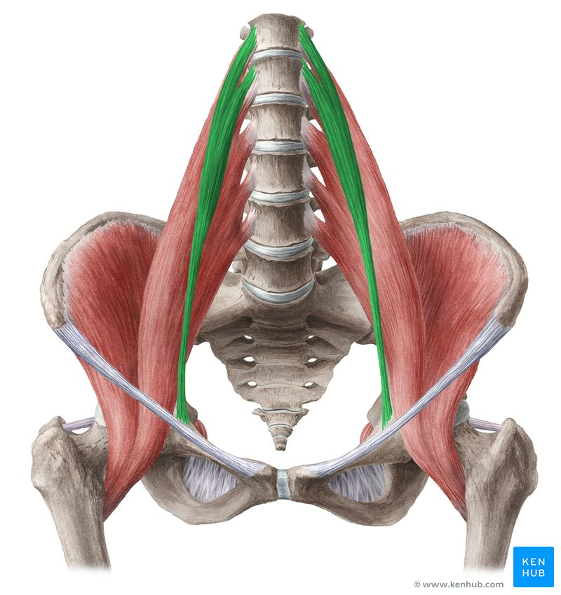 <p>origin: superior lumbar vertebrae</p><p>insertion: pectineal line </p>