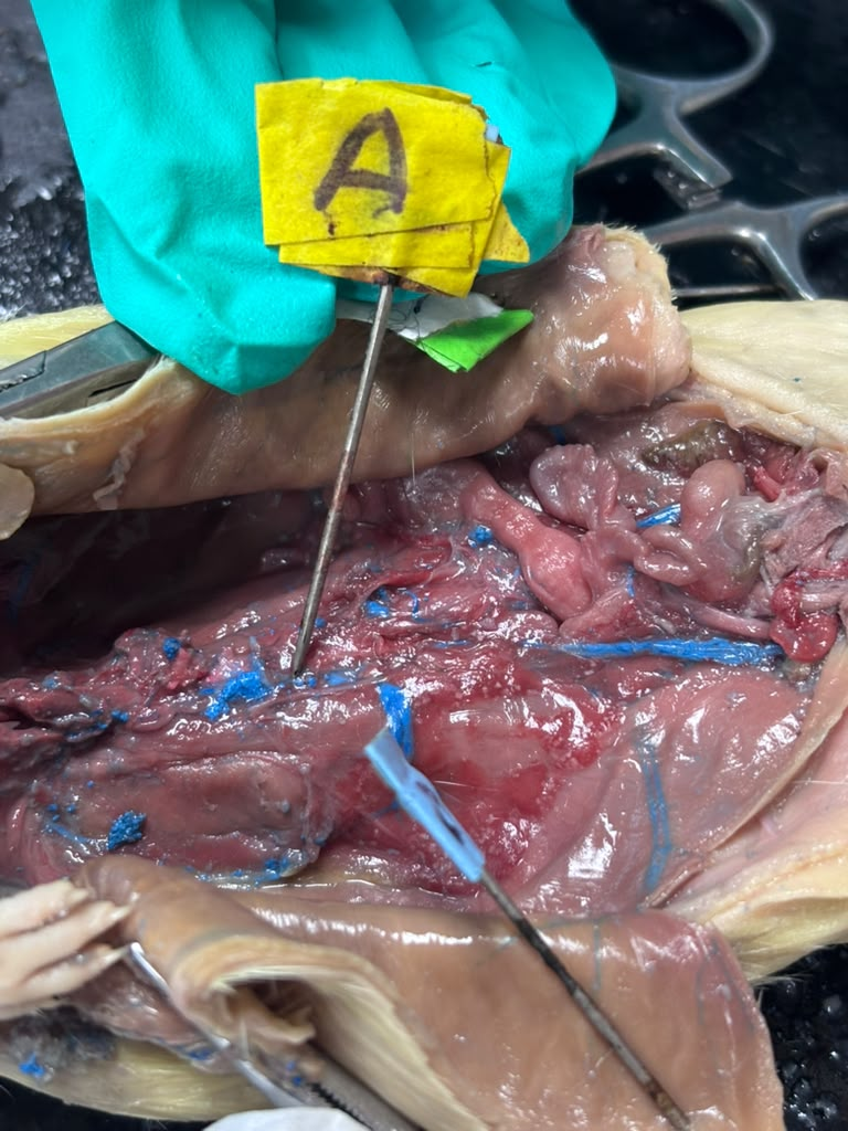 <p>Rat</p>
