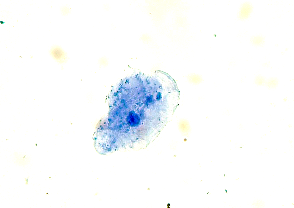 <p>Label the three main parts that we discussed on the cheek cell</p>
