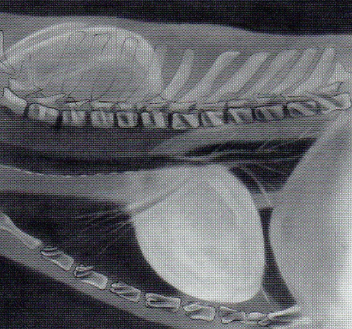 <p>Shallow wide-chested breed</p>