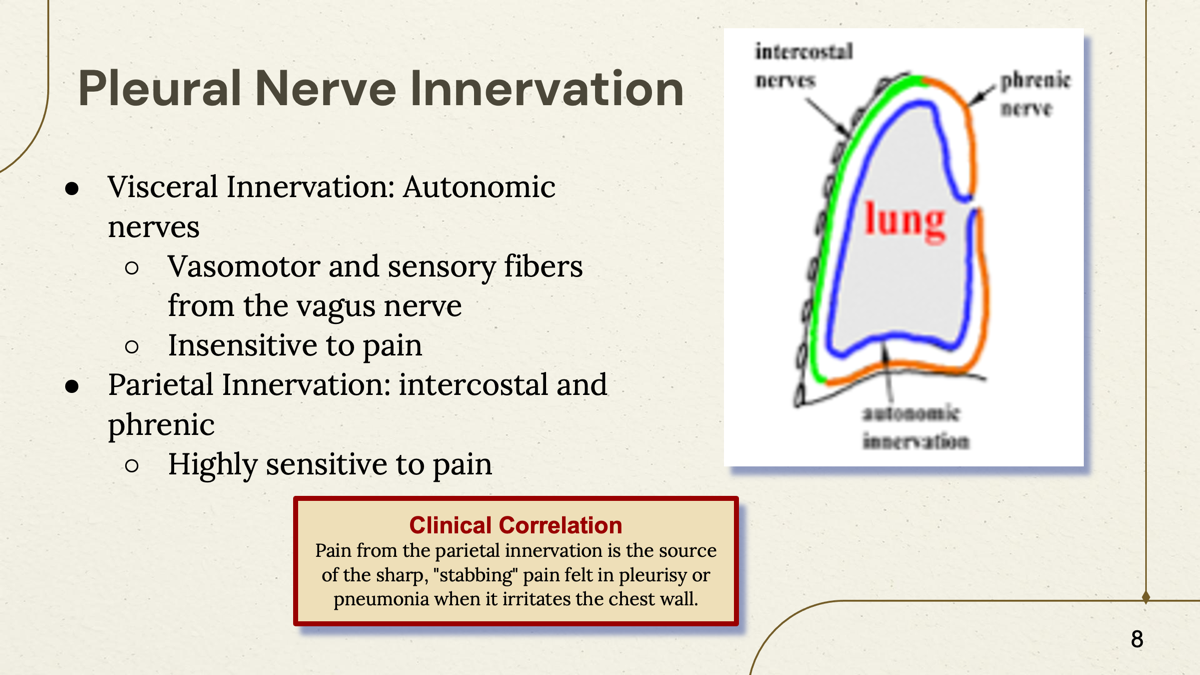 <p>The parietal pleura receives its nerve fibers from intercostal and Phrenic nerve. </p><p>Highly sensitive to pain </p>