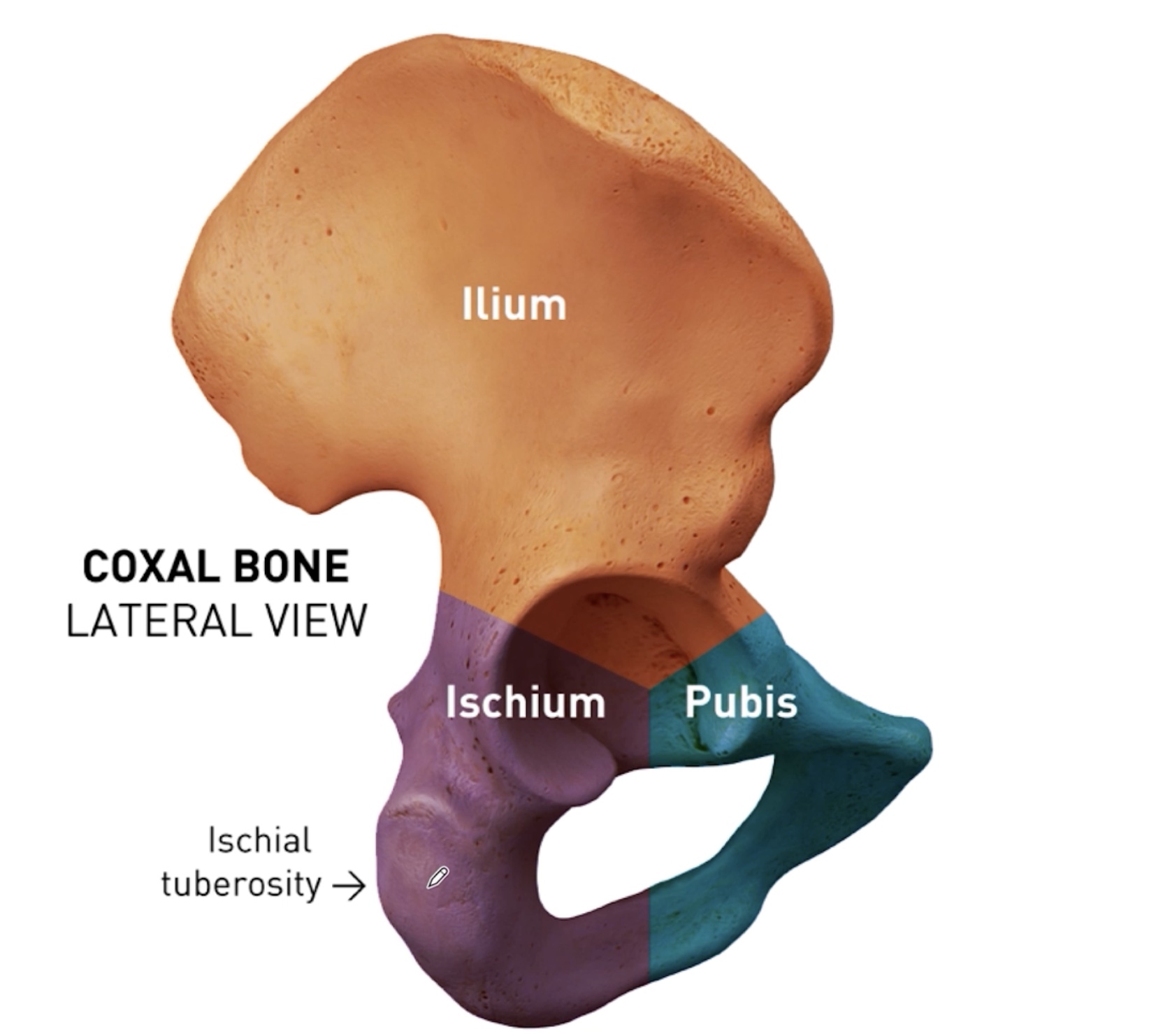 <p>Ilium, ishium and pubis</p><p></p><p>NB! The ischial tuberosity is the same as the sit bone in yoga.</p>