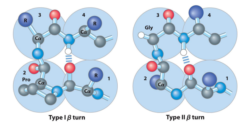 <ul><li><p>The U-turn of proteins</p></li><li><p>Allows 180° turn</p></li><li><p>Connects two ends of anti-parallel beta sheet</p></li><li><p>Involves four amino acids (specific residues vary)</p><ul><li><p>Glycine is very common at position 3 (type II)</p></li><li><p>Proline common at position 2 (type I) </p><ul><li><p>Proline has a forced kink that helps with forming Beta-turns </p></li></ul></li></ul></li></ul><p></p>