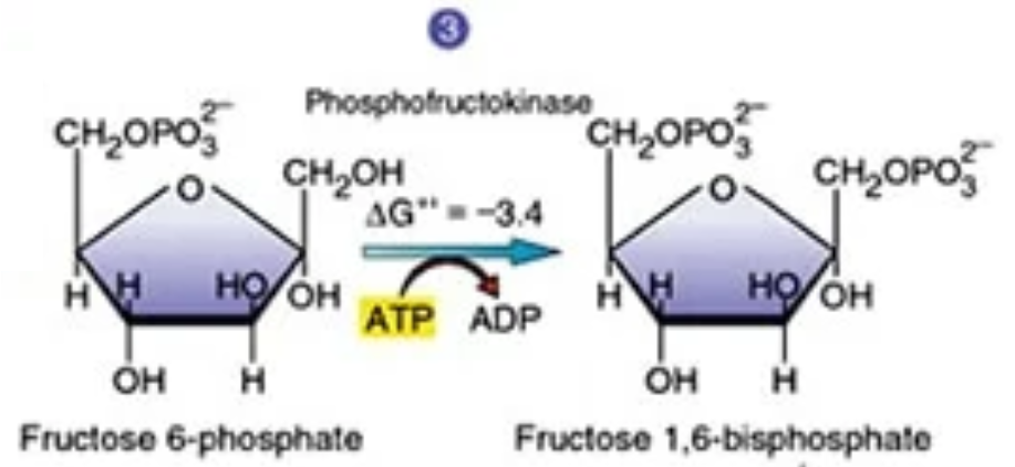 <p>What is the fourth and fifth step of glycolysis?</p>