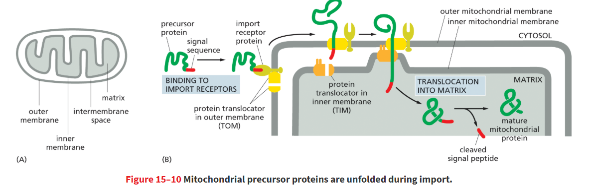 <p>Two membranes (outer + inner).</p><ul><li><p>will happen at site where 2 membranes r close together so protein can cross both simultaneously</p></li></ul><p></p>