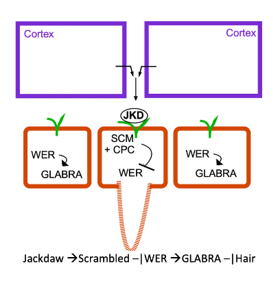 <p>Jackdaw only arrives at the cell when two cortex cells are neighboring that cell, Scrambled binds jackdaw, and when it does it shuts down WER. This allows CPC to get together with the set of proteins that bind the glabra regulatory region, and stop expression of that gene, leading to hair. </p><p>When there is no jackdaw, WER gets with the other transcription factors and binds to the glabra gene, which gets expressed, so hair formation is stopped.</p><p></p><p>So….</p><p>Jackdaw → SCM + CPC —| WER → GLABRA —| Hair</p><p>(Read “→” as “activates” and “—|” as “inhibits/stops”)  </p>