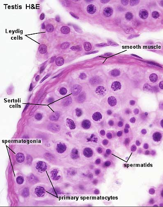 <p>Testes</p>