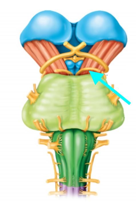 <p>Nerve, number, sensory or motor?</p>