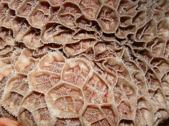 <p>honeycomb appearance</p><p>intersecting mucosal crests</p>