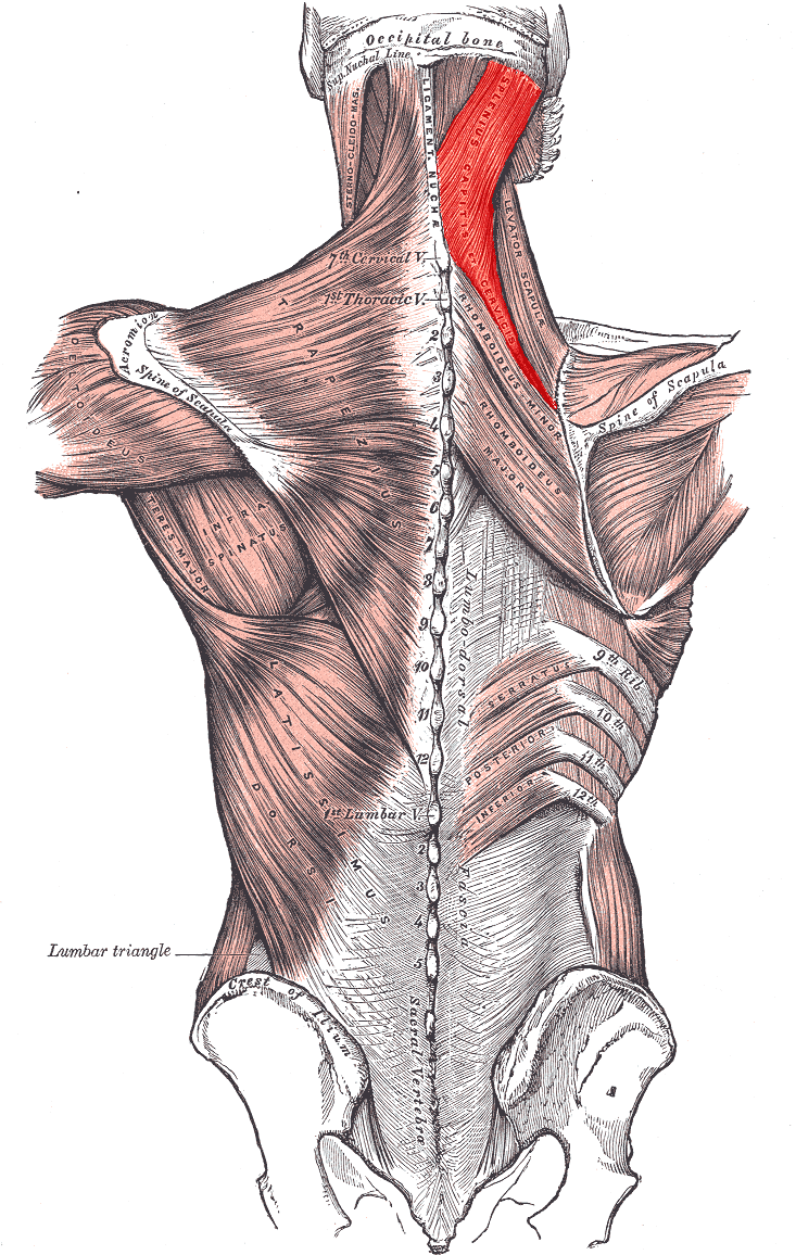 <p><strong>[muscle] </strong></p><p>insertion</p>