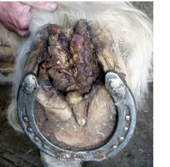 <p>Proliferative degeneration of frog, solar corium and digital cushion.</p><p>Suspected as sarcoid variant. </p><p>Tx - radical debridement</p>