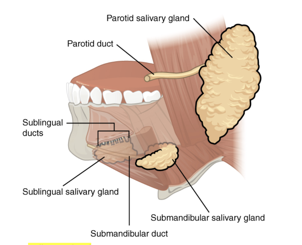 <p>located just below the jaw</p>