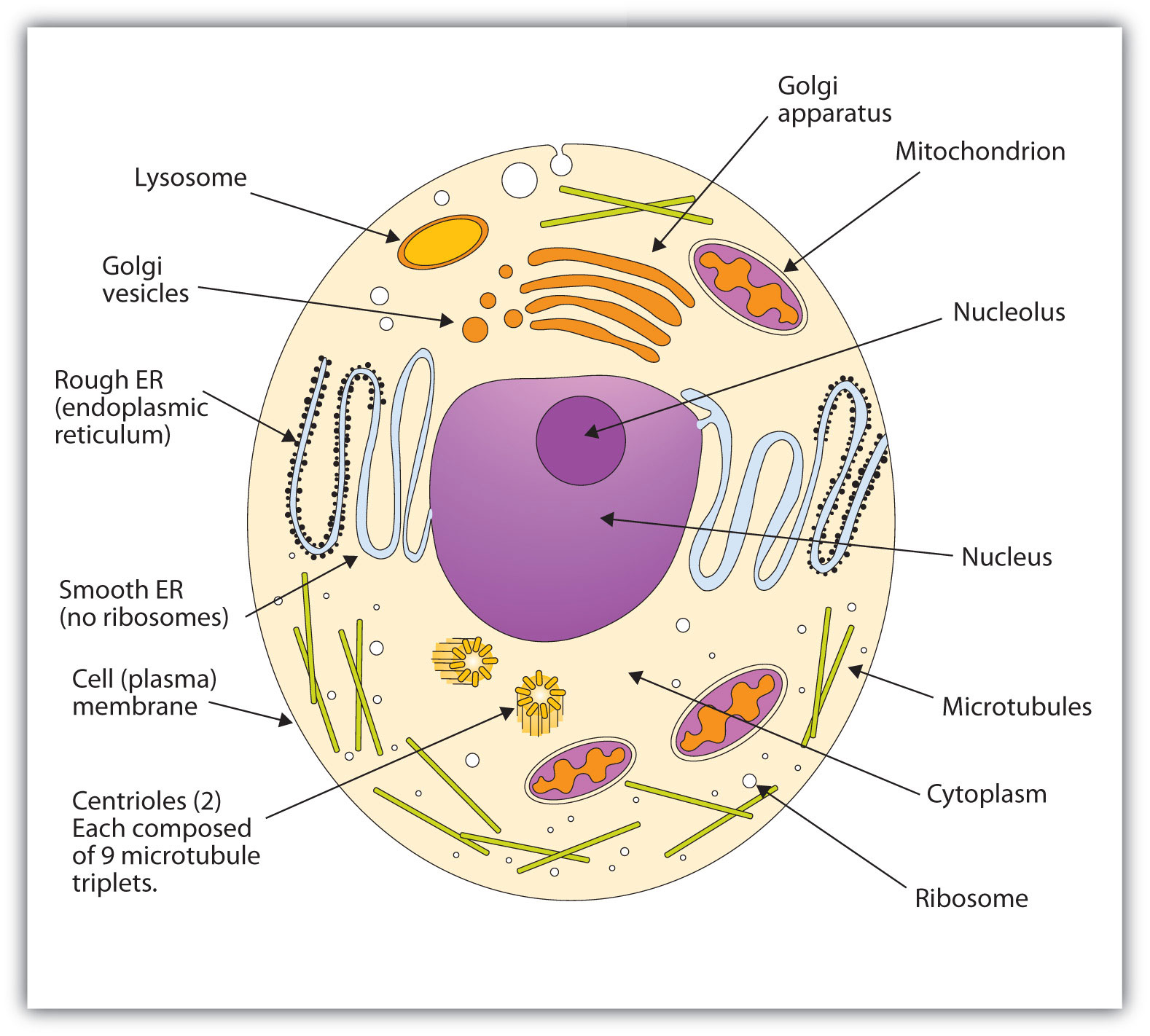 <p>cell membrane</p>