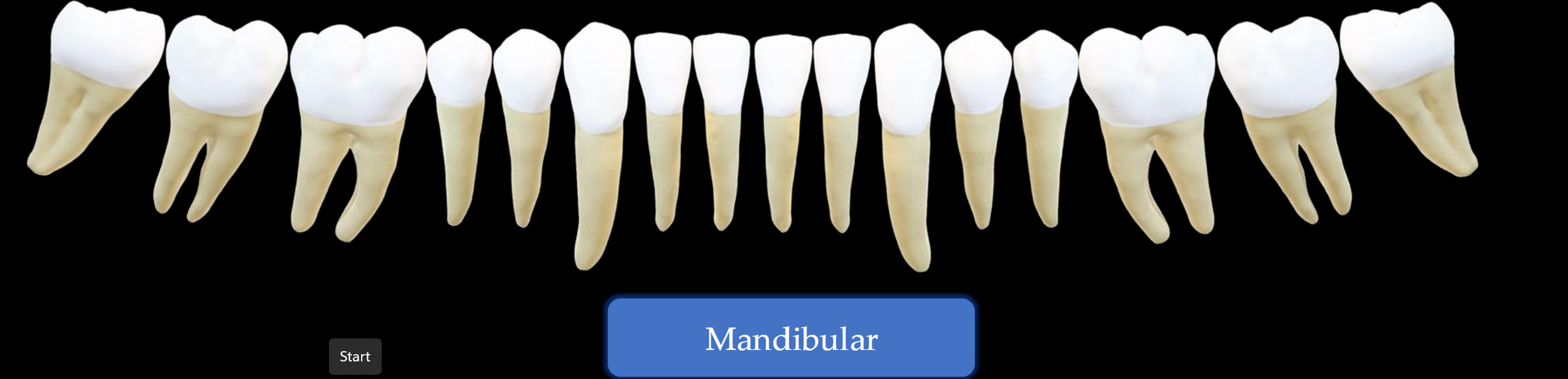 <p></p><p>All the teeth in the lower jaw</p>