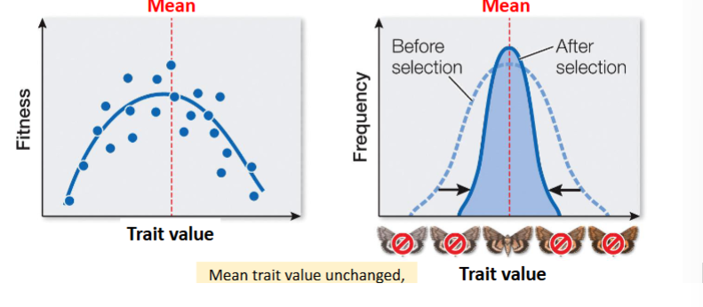 <p>occurs when mean phenotype has higher fitness than the extreme (before and after selection)</p>