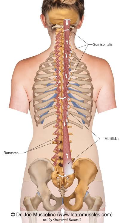 <p>intrinsic back muscles deep layer (transversospinals)</p>