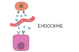 <p>Hormones secrete hormones directly into the <strong>bloodstream</strong></p>