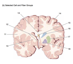 <p>Forebrain at thalamus - telencefalon junction.</p><p>Selected cell and fiber groups.</p><p>11</p>