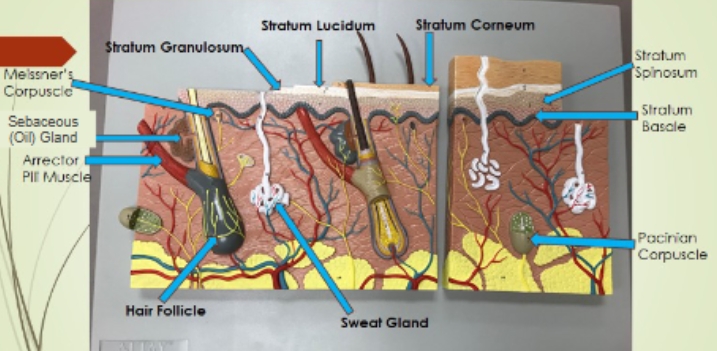 <p><span style="background-color: transparent;">Stratum Spinosum, Stratum Basale, </span><span style="background-color: transparent; font-family: "Times New Roman", serif;">Pacinian Corpuscle, Sweat Gland, Hair Follicle, Arrector Pili Muscle, Sebaceous (Oil) Gland, Meissner's Corpuscle, </span><span style="background-color: transparent;">Stratum Granulosum, Stratum Lucidum, Stratum Corneum</span></p>