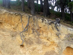 <p>to reveal</p>