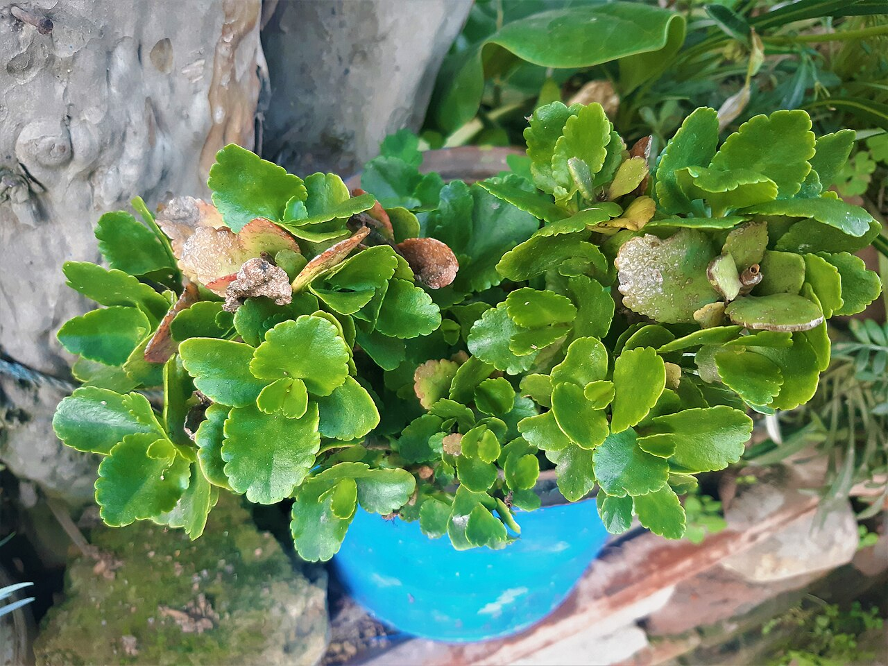 <p>Kalanchoe blossfeldiana</p>