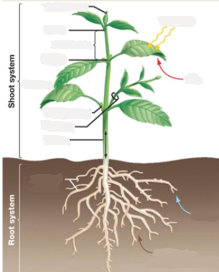 <p>what are root systems specialized for absorbing?</p>
